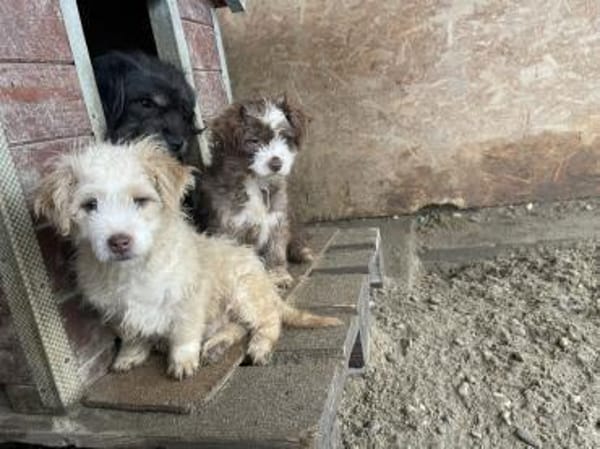 Franky - Wuschel sucht Zuhause