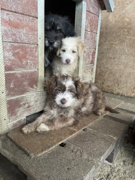 Franky - Wuschel sucht Zuhause