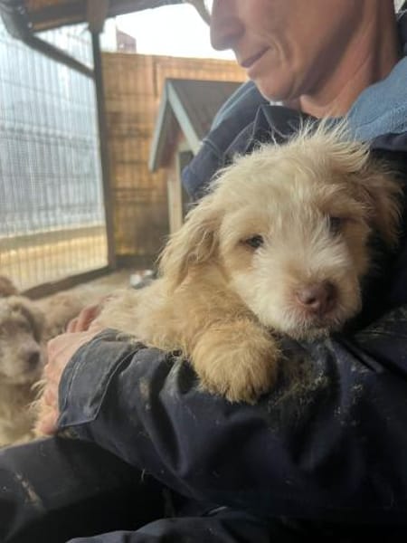 Franky - Wuschel sucht Zuhause