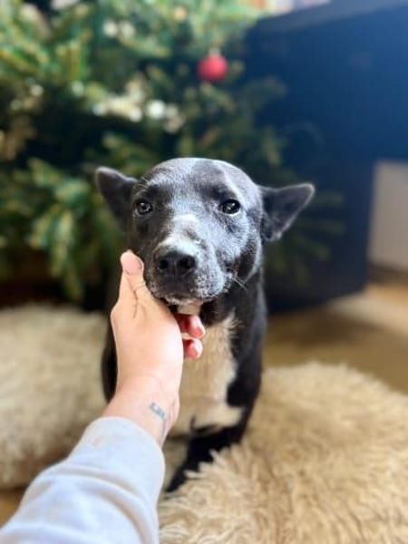 Toto - wunderschöner Begleiter für Immer