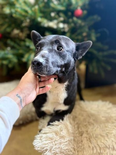 Toto - wunderschöner Begleiter für Immer