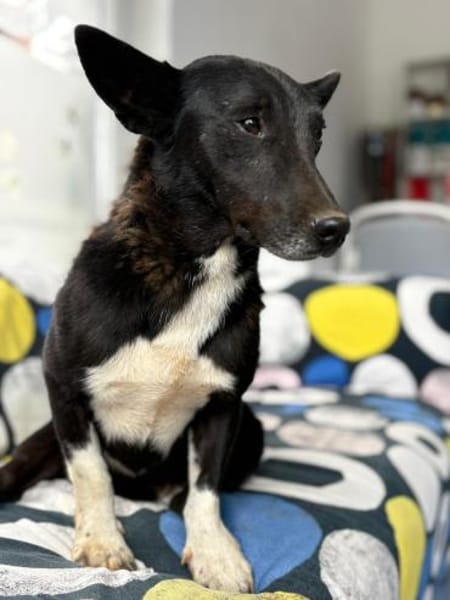 Toto - wunderschöner Begleiter für Immer