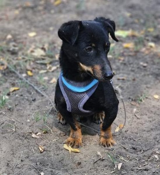 Pimpf hat sein gutes Wesen bewahrt