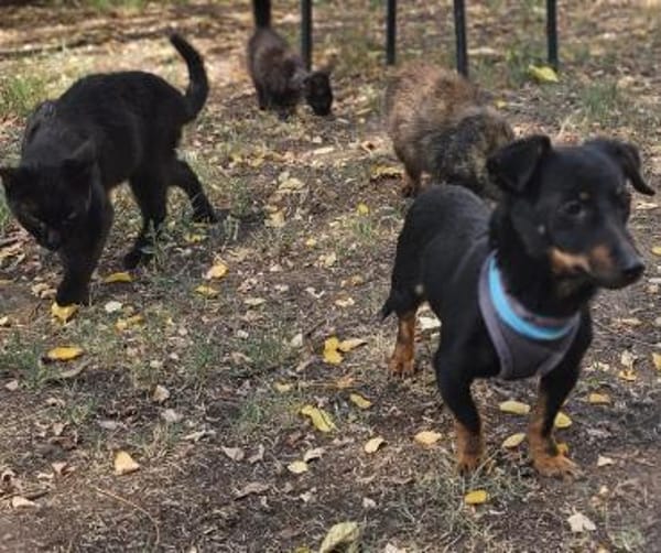 Pimpf hat sein gutes Wesen bewahrt