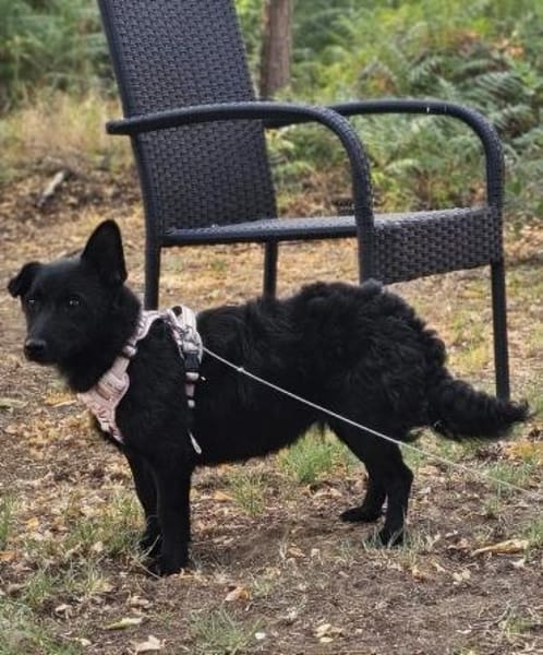 Cora wurde wegen Umzug weiter gereicht