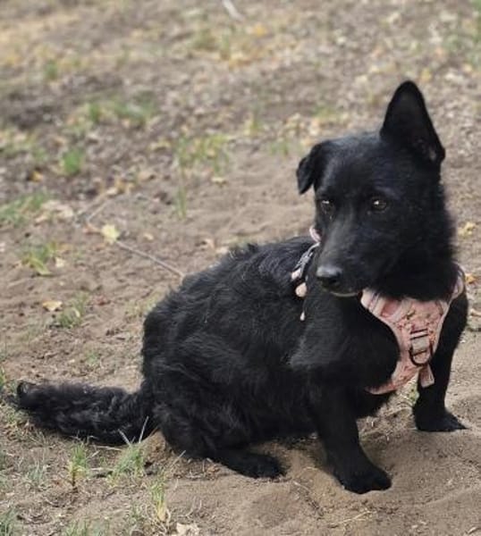 Cora wurde wegen Umzug weiter gereicht