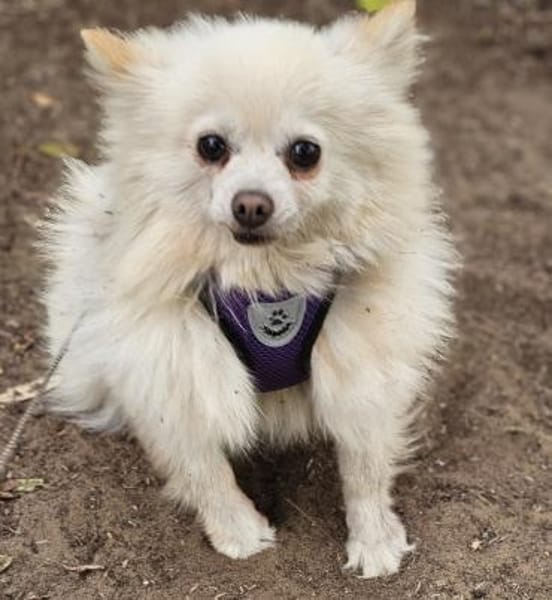 Esmeralda sucht ein geduldiges Zuhause