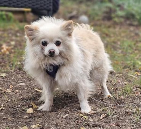 Esmeralda sucht ein geduldiges Zuhause