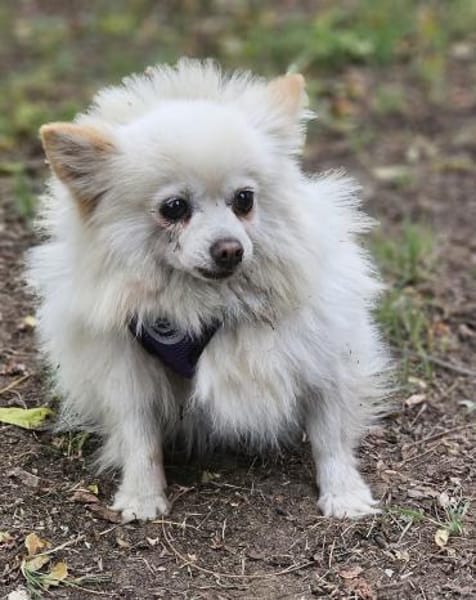 Esmeralda sucht ein geduldiges Zuhause