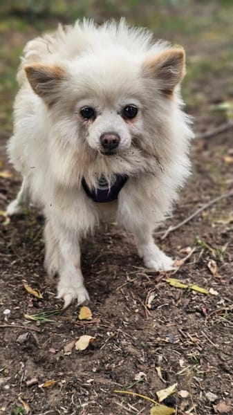 Esmeralda sucht ein geduldiges Zuhause