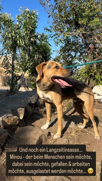 Zuhause gesucht für Minou