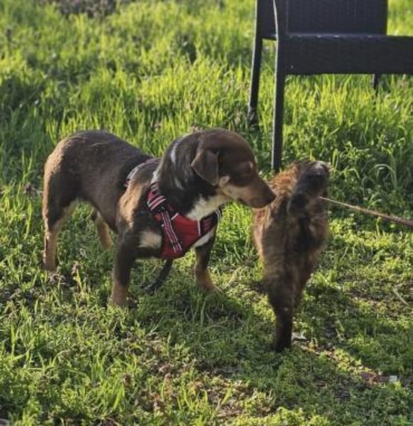 Dotti geht neugierig durchs Leben