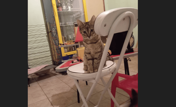 SAVANAH (dossier en cours)