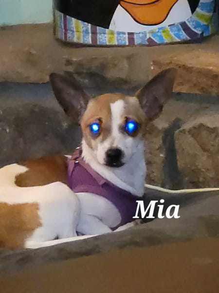 Mia