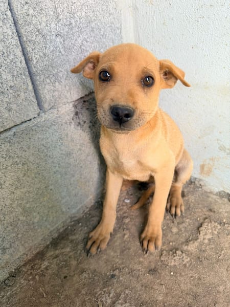 🐾 À L’ADOPTION – LOOPING, petit fauve vif et attendrissant 🐾