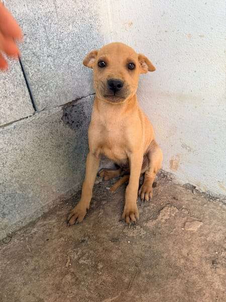 🐾 À L’ADOPTION – LOOPING, petit fauve vif et attendrissant 🐾