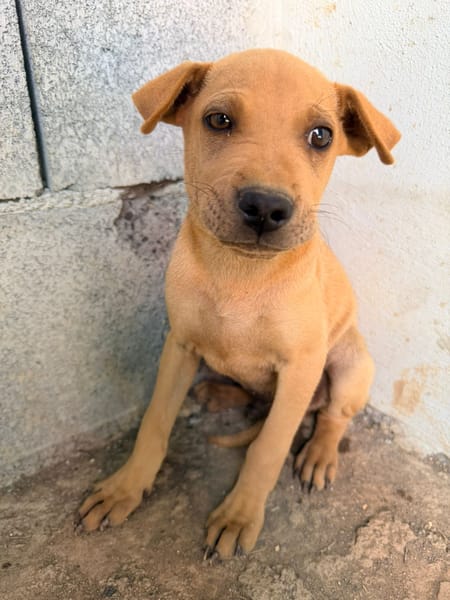 🐾 À L’ADOPTION – LOOPING, petit fauve vif et attendrissant 🐾