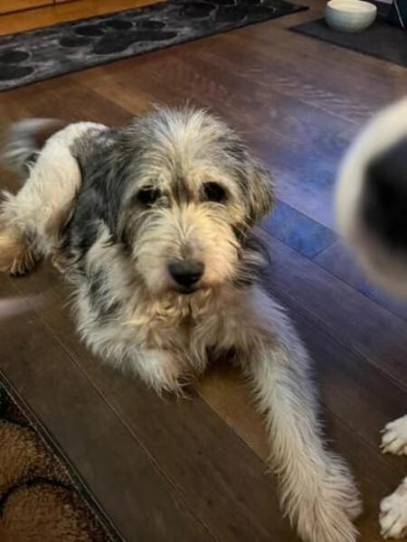 SUZAN * ein Träumchen