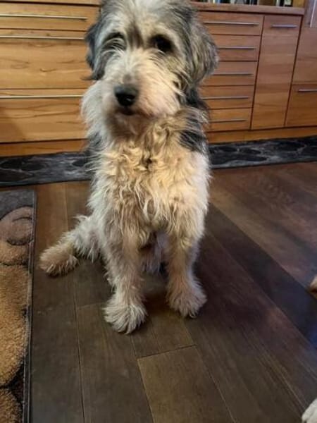 SUZAN * ein Träumchen