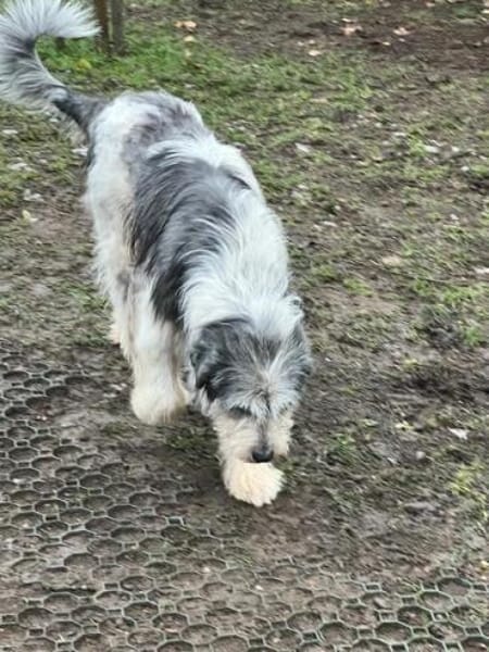 SUZAN * ein Träumchen