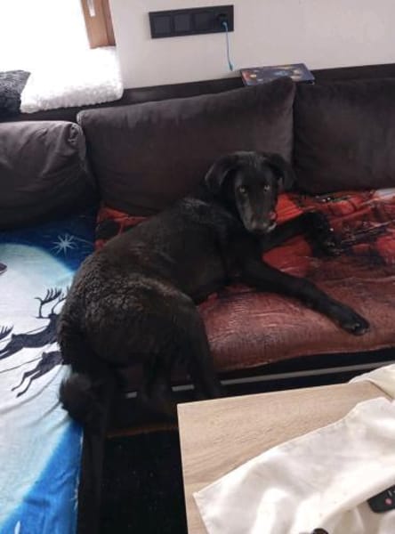 Shadow - Junghund mit Potential