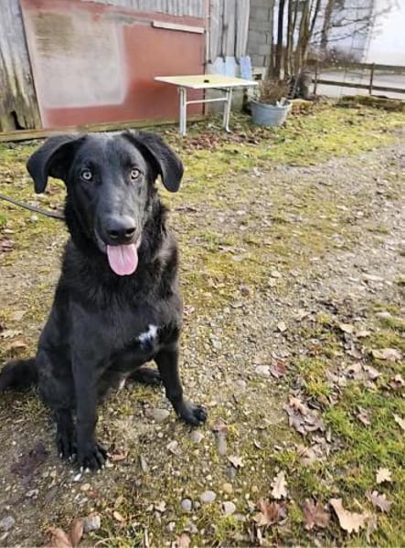 Shadow - Junghund mit Potential