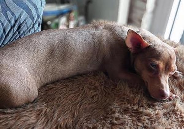 India4 sucht ein Zuhause