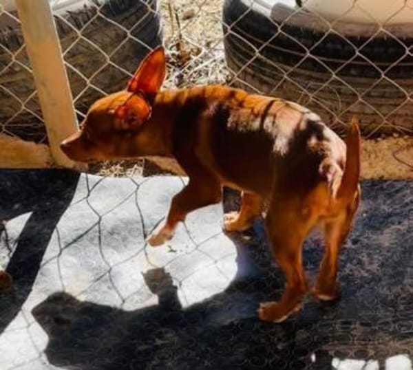 India4 sucht ein Zuhause