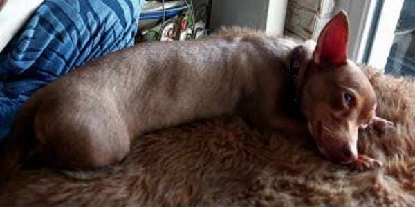 India4 sucht ein Zuhause