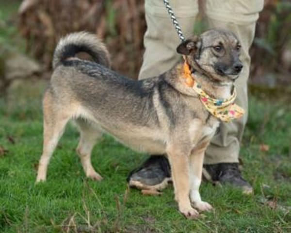 Lola, Hündin mit großen Herzen