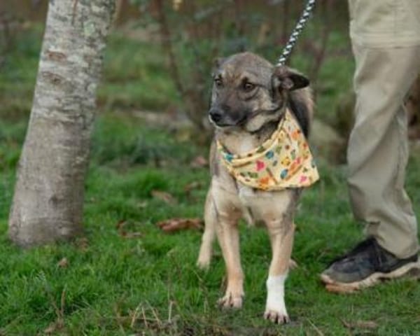 Lola, Hündin mit großen Herzen