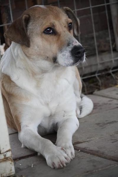 Chiara - unsere Hündin sucht ihr Glück