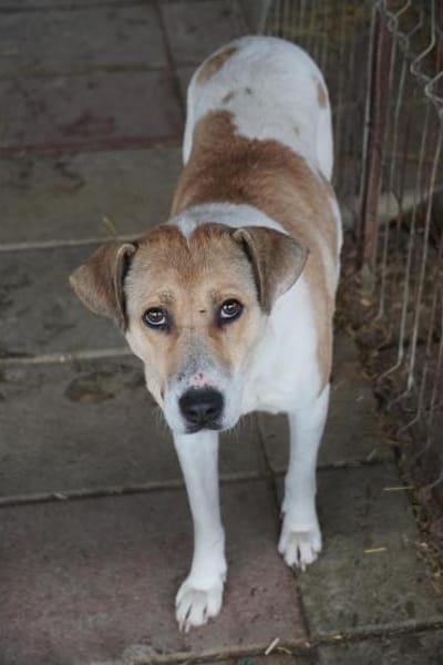 Chiara - unsere Hündin sucht ihr Glück