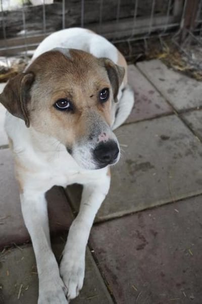 Chiara - unsere Hündin sucht ihr Glück