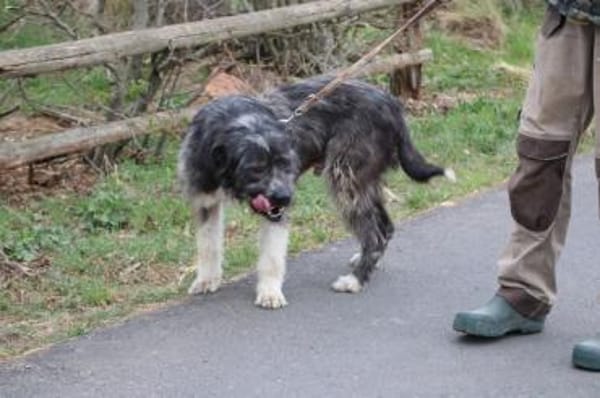 Bono - ruhig u. sehr verschmust