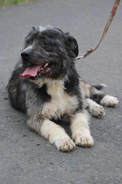 Bono - ruhig u. sehr verschmust