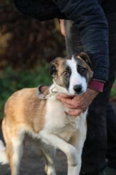 Jamie - tolle Junghündin