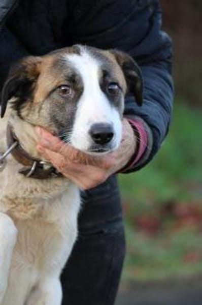 Jamie - tolle Junghündin