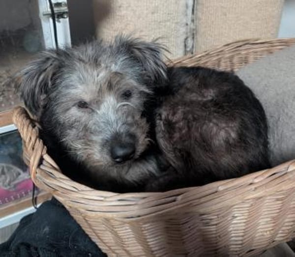 Zuzu - unsere Kämpferin