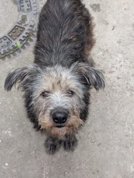 Zuzu - unsere Kämpferin