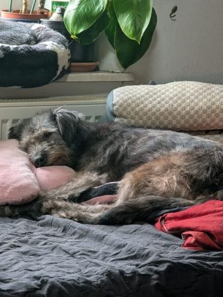 Zuzu - unsere Kämpferin