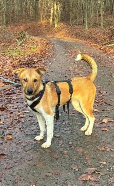 AKELA * feine sensible Hündin