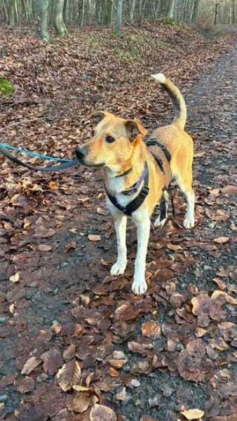 AKELA * feine sensible Hündin