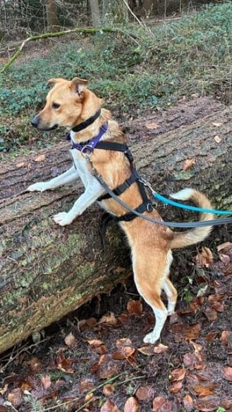 AKELA * feine sensible Hündin