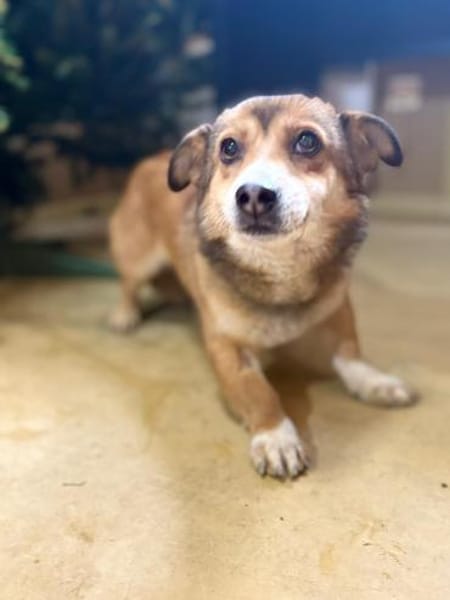 Foxy - klein aber oho