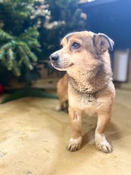 Foxy - klein aber oho