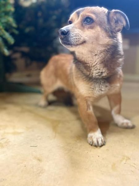 Foxy - klein aber oho