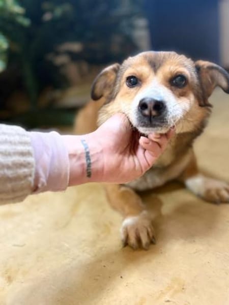 Foxy - klein aber oho