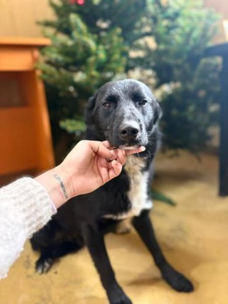 Unser hübscher Ben möchte zu Dir