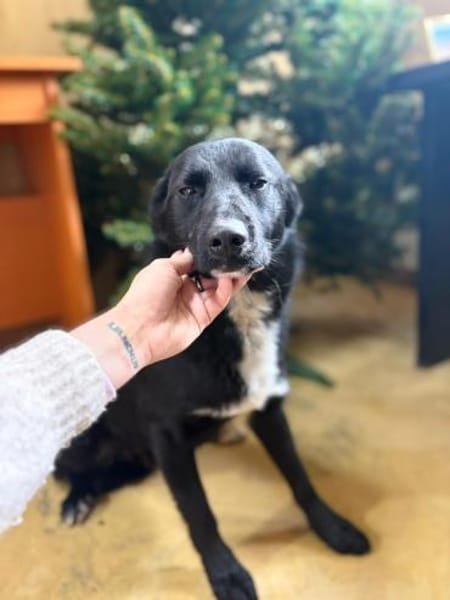 Unser hübscher Ben möchte zu Dir